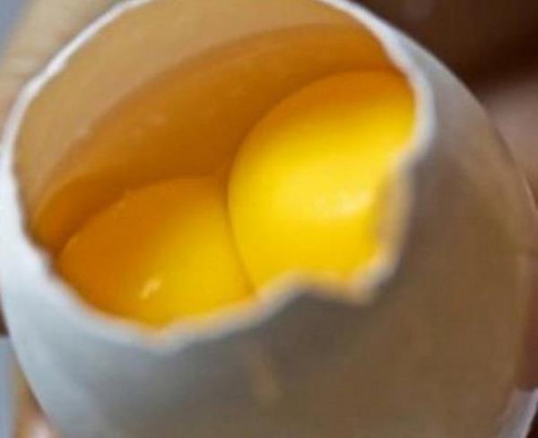 "ift sarl yumurtadan ift civciv kar m?" ift sarl bir yumurtada yavru geliimi meydana gelse de yavrulardan biri yaam savanda dierini yener. Ancak genellikle iki yavru da henz yumurtadan kmadan yaamlarn yitirir.