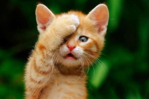 skoya'da Edinburh Kraliyet niversitesi Veterinerlik blm kedilerin 9 canl olarak anlmasnn nedenini aratrd.