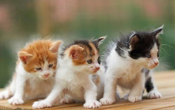 Aratrmaya gre, kedilerin yaad kazalar kolay atlamasnn nedeni ar D vitamni ykl olmalarndan kaynaklanyor.