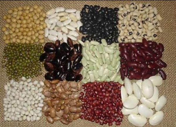 "Neden kuru fasulye gibi baklagiller gaz yapar?" Sindirim enzinlerimizin yetersiz kald besinler, kaln barsamzdaki simbiyont bakteriler tarafndan paralanrlar.