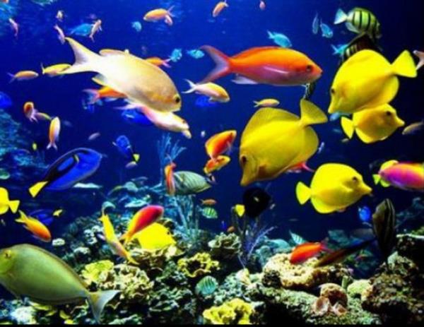 "Balklar su ier mi?" Yaamn kayna olan su, canllarn vcutlarnda deiik oranlarda bulunur. Bu, suyu tm canllar fizyolojik olarak kulland anlamna gelir. Buna su iinde yaayan canllar da dahil. Bu yzden balklar su ierler.