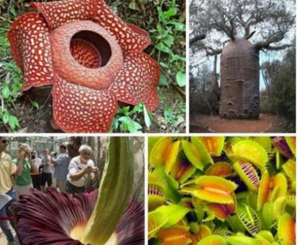 "Bitkiler yallk nedeniyle lr m?" Baz bitkiler iyi bakldnda sonsuza kadar yaayabiliyor. Ancak mevsimlik bitkilerin mr ksa olur.