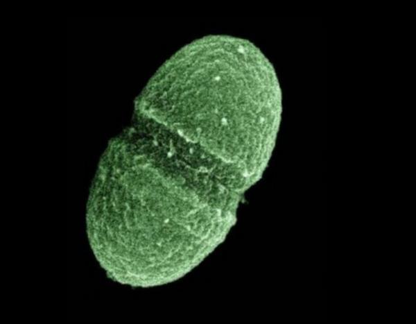 "Mikroplara da mikrop bular m?" Evet. Mikroplara da bulaan daha kk mikroplar bulunuyor.