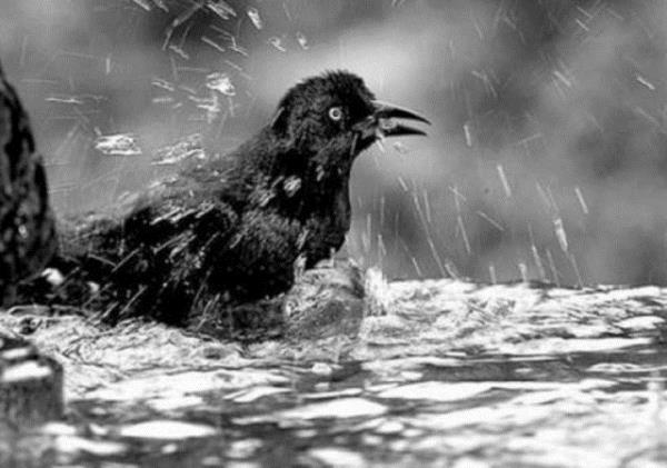 "Kular gerekten slanmaz m?" Kular gagalarnda rettikleri ya alarak tylerine srer. Bu da suyun ya geerek tylere ulamasn engeller. Yani ku tyleri suya dayankldr.