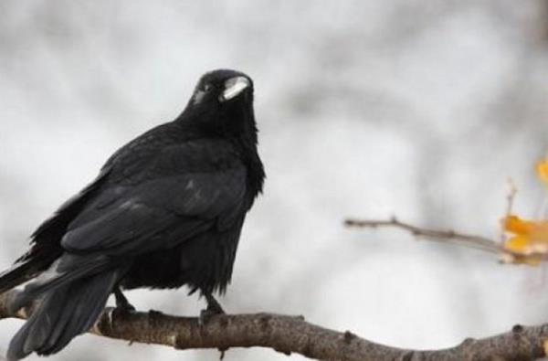 "Kargalar 200 yl yaar m?" Doada vahi olarak yaayan kargalar en fazla 13-14 yl kadar yaar. Esaret altndaysa 40 yldan fazla yaayabilirler. ngiltere&#8217;den verilen bir kayda gre kargalardan bir tanesi 80 yl kadar yaam.