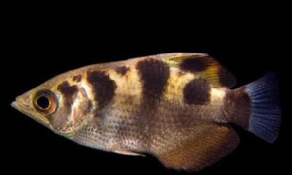 Ayn ekilde avlarn arlna gre suya dme hzlarn da hesaplayarak den av en doru yerde bekleyebilir.