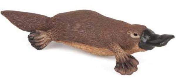 Ornitorenk  <br>  Ornitorenkler avlarnn kaslarndan yaylan elektrik dalgalarn sezerek yerlerini bulur. Bu 6. duyu olarak gelimitir.