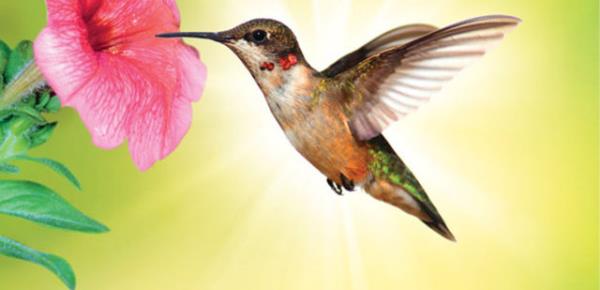 Sinek kuu<br>  Hayvanlar aleminin esiz metabolizmaya sahip yelerinden biri.