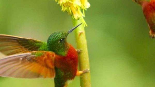 Normalde saatte 25 kilometre hzla uabilen sinek kuu, bir flrt annda ise saatte 40 km'lik hza ulaabiliyor.