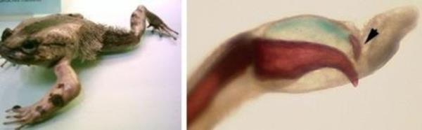 Tyl kurbaalar kendi kemiklerini krarak peneye dntrebilir.