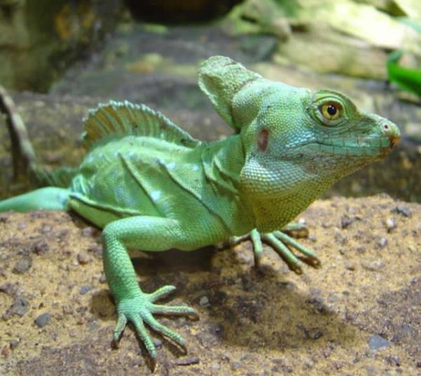 Bu inanlmaz yetenek nedeniyle Hristiyan bat dnyas bu hayvana sa Mesih Kertenkelesi lakabn takmtr.