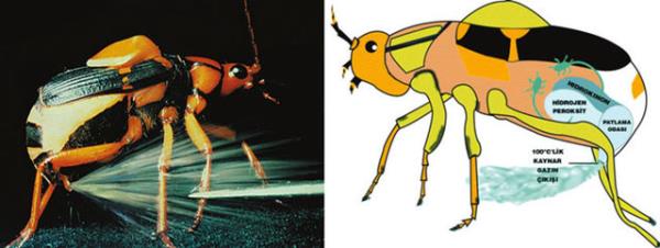 Bombardier bcekleri kendilerine saldran hayvanlara kimyasal bir reaksiyon sonucu oluturduklar kaynayan svy pskrtebilir