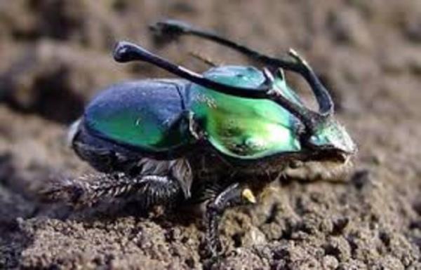 nanamayacaksnz ama hayvanlar alemindeki en gl ye bok bceidir.