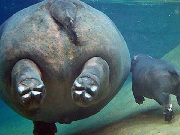 lmszlk zerine yaplan bilimsel almalarn en nemli aktrdr su aylar.