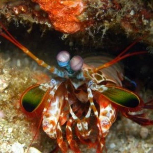 Bu da deniz ierisinde peygamber devesi karidesinin kollarn kulland yerde suyun kaynamasna neden olur