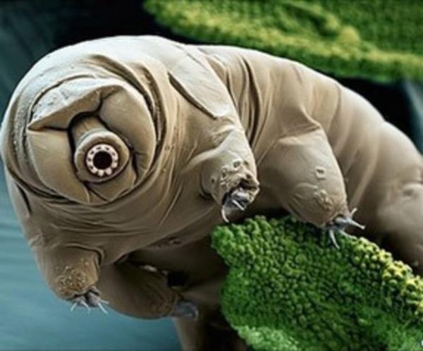 Bu arada bunun ne anlama geldiini u rnekle aklayalm. Tam vakum ortam, kozmik radyasyon... Bahsettiimiz koullar bir uzay boluu ortamna yakn...