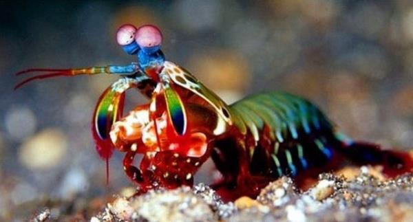 Peygamber devesi karides  <br>  Kendi klasmannda lmcl bir avcdr. Gzlerinde 16 grme siniri bulunur.