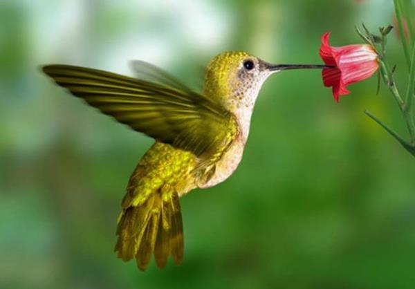 Saniyede 80 defa kanat rpabilen sinek kuu, kanat rparken havada baaa bile asl kalabilir.