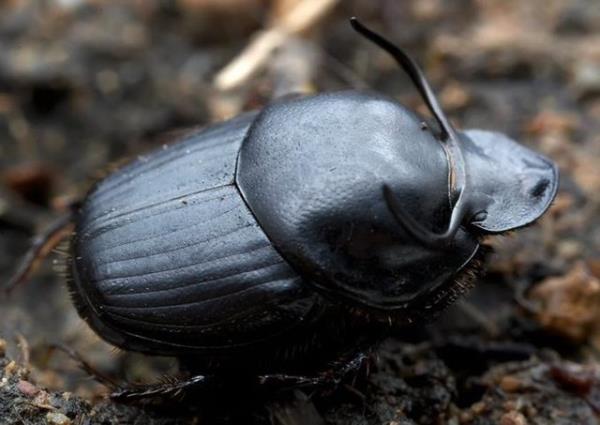 Onthophagus Taurus (Halk arasndaki ismi bok bcei)