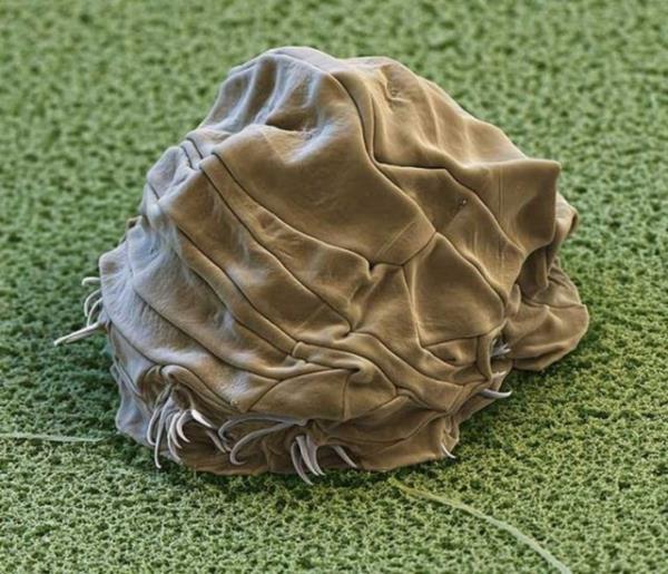 Mutlak sfra yakn scakla (-273 santigrat derece) bile direnebilen su ays, bir okyanusun dibindeki s ve basnta bile yaayabilir.