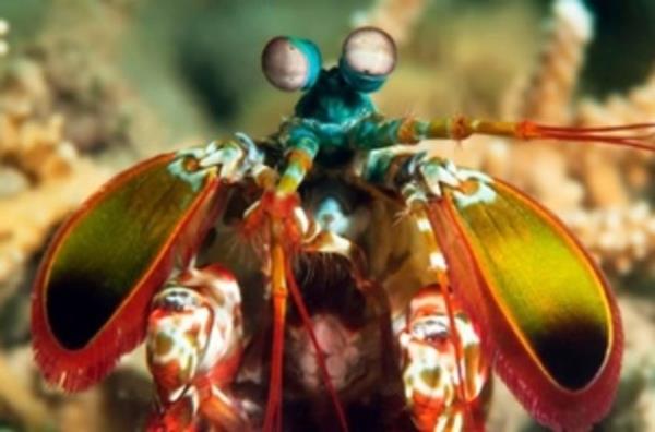 ki gz de birbirinden bamsz hareket edebildii iin grlmemi bir alg derinliine sahiptir.