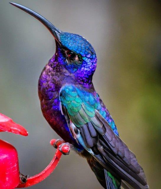 En artc zelliklerinden biri ise 1 dakika ierisinde 250 defa nefes alabilmesi.