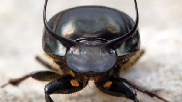 Yani bu u demektir, ortalama bir insann 80 tonluk bir arl kadrp bir yerden dierine tadn dnn.