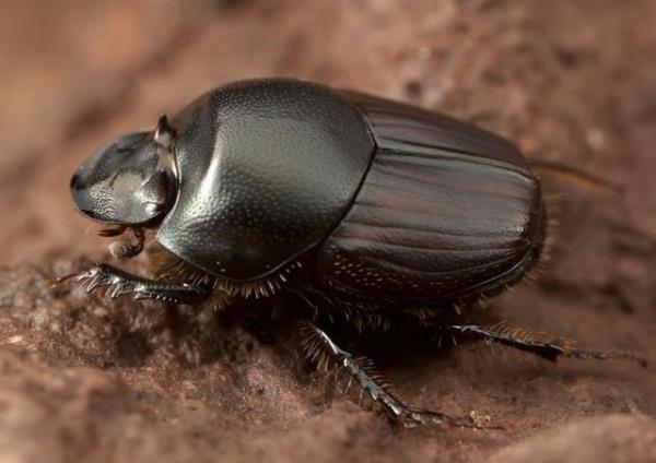 in kt taraf bok bcekleri eit yaratlmamtr. Bu yzden bazlar toprak kazmakta, bazlar toplanan gbreleri kre haline dntrmekte, bazlar ise bunlar tamakta ustadr.