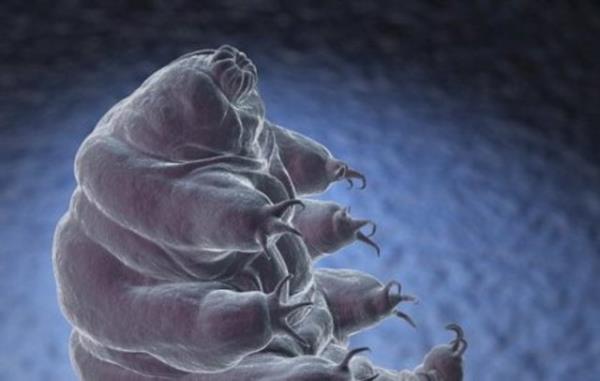 Peki -273 dereceye nasl dayanabilir bir su ays?  <br>te en ilgin nokta buras: nk byle bir ortam farkettiinde vcudundaki su orann yzde 85'ten yzde 3'e kadar indirebilir. Bu da vcudunda dondurabilecek kadar su kalmamasn salar.