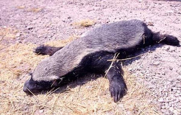 Hormonal ve genetik yaplarnda korku adna hi bir bulgu olmayan bu tr &#8220;deli cesareti&#8221;ne sahip