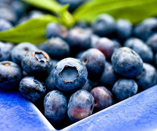 Yaban mersini: C vitamini bombas yabanmersini ayn zamanda ok gl bir antioksidan. Ona koyu rengini veren madde serbest radikalleri yok ederek, toksinlerin darya atlmasn kolaylatryor. Yabanmersini ya hcrelerinin zlmesine de yardmc oluyor.