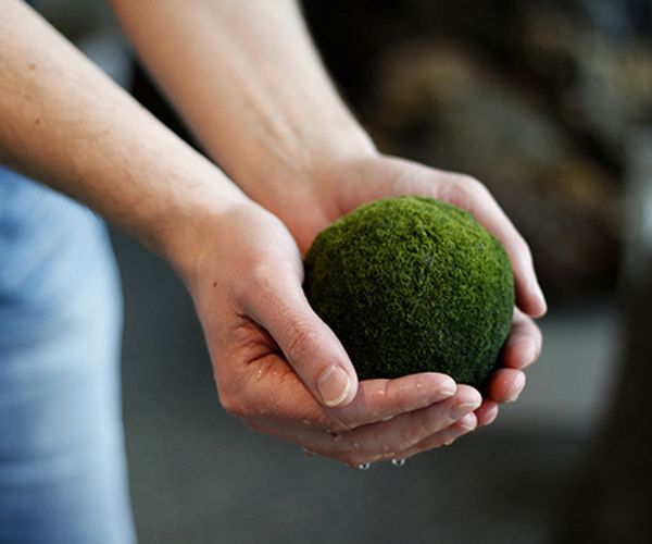 Suyosunu: Dk kalorili suyosunu iin adeta ila tanmlamasn yapmak kesinlikle yanl deil. indeki vitamin ve minerallerle tiroid bezlerinin almasn dzene sokuyor, metabolizmay hzlandryor ve tketilen besinler kolay yaklmasna yardmc oluyor.