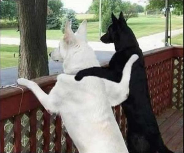 Kanki<br>  Erkekler arasnda yaygnlaan Kanka sylemi kzl erkekli arkada gruplarnda kankilie doru yol almtr. Cinsiyetler aras kankardeliin yolunu aan kankilik, irin sevecen insanlar arasnda yaygn olarak kullanlmaktadr.