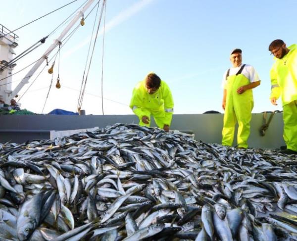 Babakan Ahmet Davutolu, Samsun Balk Barna'n ziyaret etti ve "Malko Bey" adl balk teknesine binerek denize ald. Babakan Davutolu, orta su trol avcl balklaryla a ekti, alara gelen balklar kasalara yerletirdi.