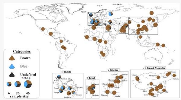 Dnya geneline baktmzda ise mavi gz renginin genetik olarak Avrupa'da gzlemlendiini grmek mmkn. Bu haritalara ve ortalamay almaya altmzda lkemizdeki insan karakterinin Avrupa'dan ziyade dnyann geri kalanyla uyumlu gzktn sylemek mmkn.