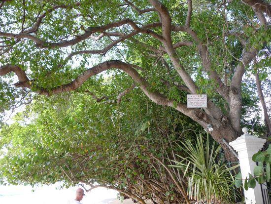 Vcut bu zehire kar ksa sre iinde tepki veriyor ve kabarcklar halinde su toplamaya balyor...