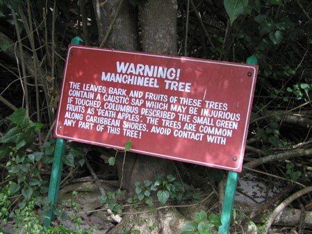 Guinness Rekorlar Kitabna girecek kadar tehlikeli olan ve "Dnyann En Zehirli Aac" olarak nlenen Manchineel Aac, Florida, Bahama, Karayipler, Orta Amerika ve Gney Amerika blgesinde rastlanan nadir bir tr...