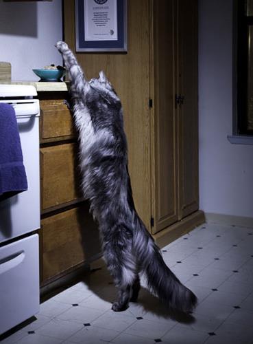 Dnyann en uzun kedisi  <br>  123 santimetrelik Stewie adl kedi dnyann en uzun kedisi unvann tayor. ABD'de yaayan Stewie ayn zamanda 41.5 santimetreyle dnyann en uzun kuyruklu ev kedisi