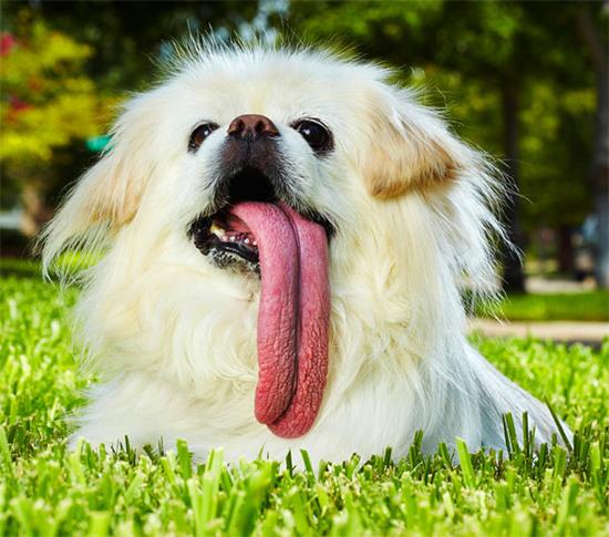 Getiimiz yl 'Guinness Rekorlar Kitab 2011' saysndan yer alan ilgin rekorlar ise unlar olmutu.<br>    Bu sevimli kpek 11.43 cm uzunluundaki diliyle Guinness'e giren en ilgin rekorlardan biri oldu.