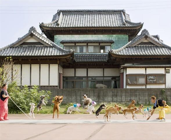 p zerinde en ok sayda kpek zplatma  <br>  Bu konudaki rekor 13 kpekle Japonya'da "Sper Wan Wan Sirki"nde krld.