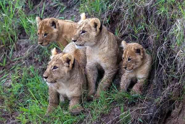 Zaman zaman annenin yavrularn kar kyya atlamalar konusunda ikna edemediini syleyen Goldstein, annenin yavrularna kar sergiledii eitici ve sabrl tutumunun kendisini ok etkilediini anlatt. te o anlar&#8230;