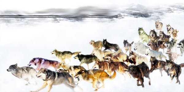 Kurt srlerindeki bu inanlmaz hiyarari bilim adamlarn da akna uratyor.