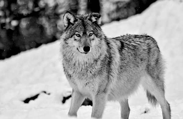 SRNN LDER ARKAYI KOLLAR  <br>  En arkada srden mesafeli olarak yryen ise srnn lideridir.