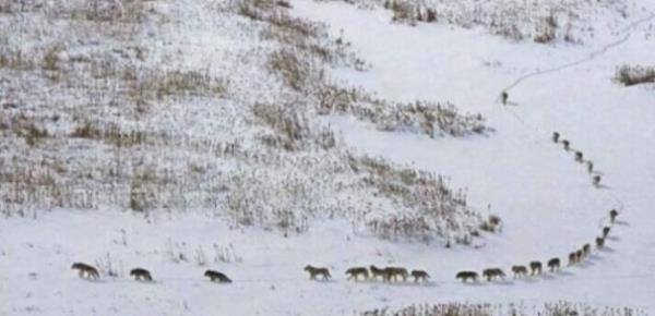 Ortada 11 'dii kurt' korunma dzeninde yrrler.