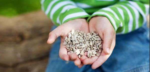 Fikir iilerinin ve zayf kalm ocuklarn gnde 50 gram yemesi tavsiye edilir.