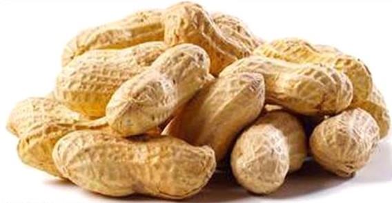 Kann phtlamas, kas gc ve sinir iletimi iin gerekli olan kalsiyum minerali ierir. Posal bir besindir. Posal besinler kanser yapc zararl maddelerin barsakta kalma sresini ksaltt ve barsak duvar ile temasn azaltt iin kanserden korunmada faydal olurlar.