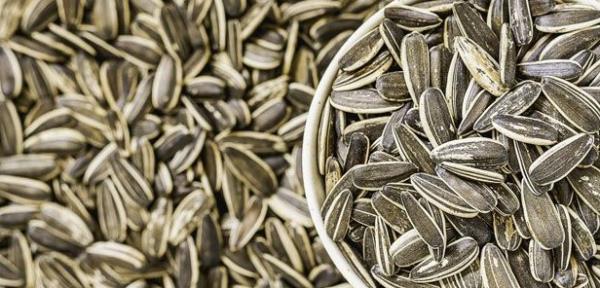 Solunum sistemi rahatszlklarnda iyiletirici etkilere sahiptir.