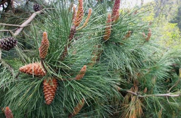 SAHLAMI<br>  18 ya alt hamile ve emzirme dnemi kullanlmamal.