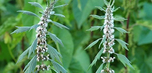 ASLAN KUYRUU<br>  Hamileler kullanmamal. Ara ve makine kullanma yeteneine zarar verebilir.