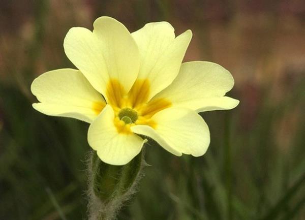 UHAE  <br>Solunum gl ate ve itihapl balgam yapabilir.